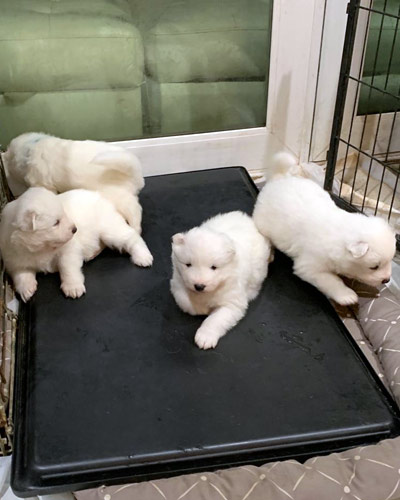 new-pups1