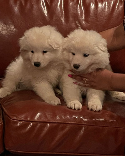new-pups4